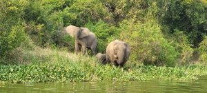 Queen Elizabeth national park