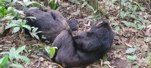 3 Days Uganda Gorilla Trekking Safari