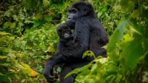 4 Days double gorilla Trekking