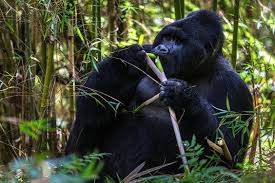 Embark on an Unforgettable Adventure: Trekking Mountain Gorillas in Rwanda