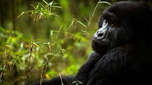 Unforgettable Gorilla Trekking Safaris experience with Mum And Uganda Tours