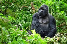 What Makes Rwanda the Best Gorilla Destination