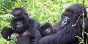 An experience in bwindi national park