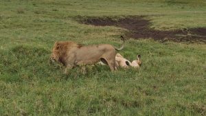 wildlife in Tanzania